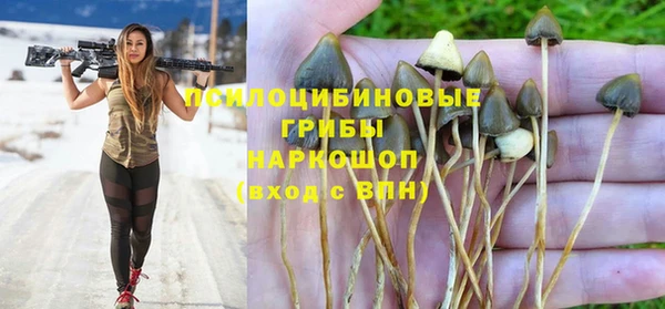 прущие грибы Михайловск